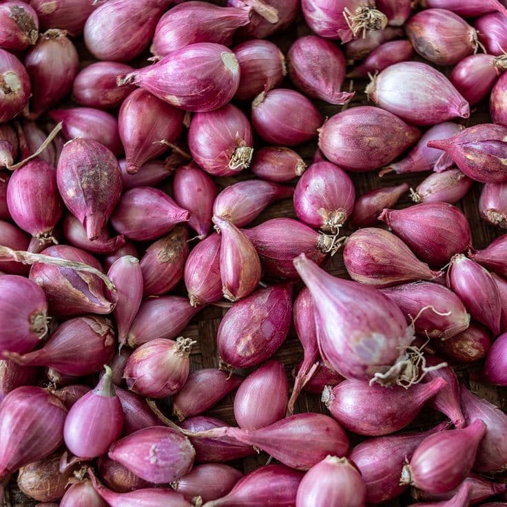 Small Onion / Shallots