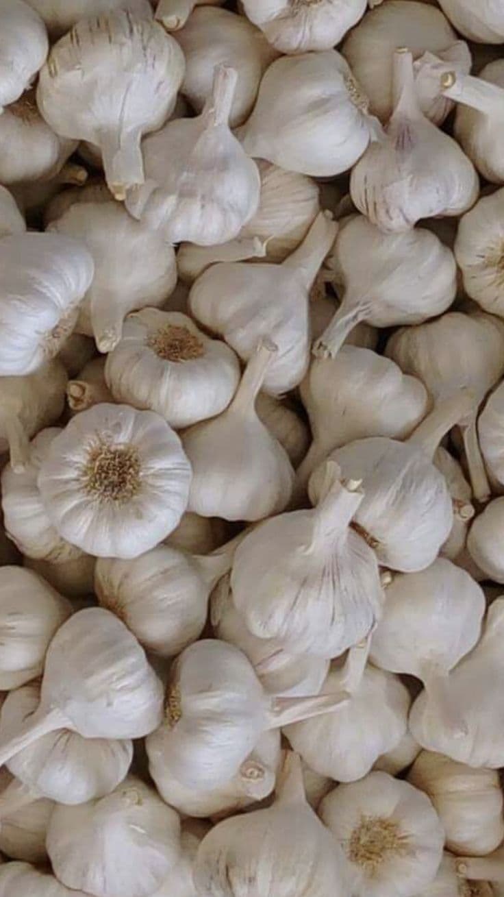 Garlic
